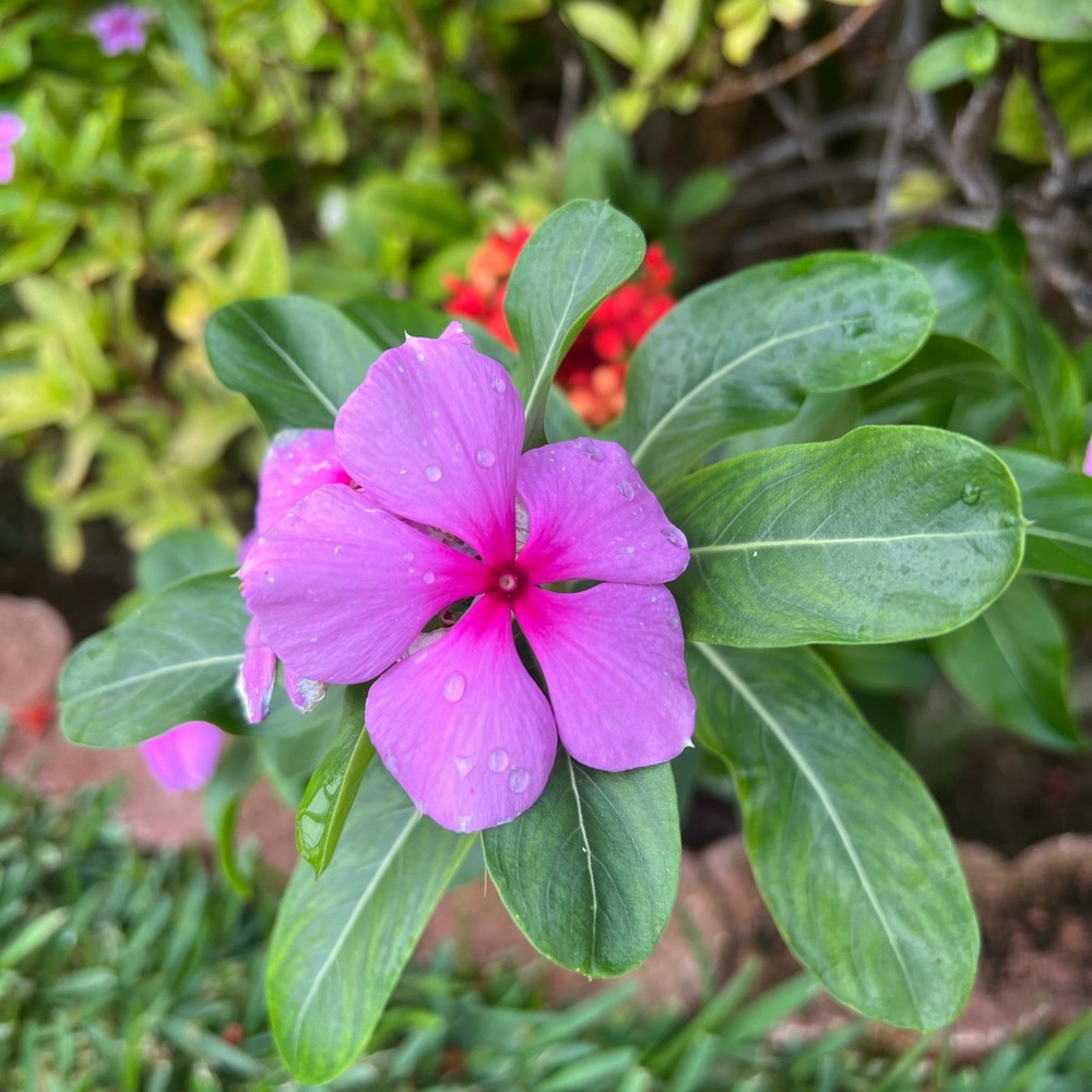 Meet your posher!☺️👋🌻